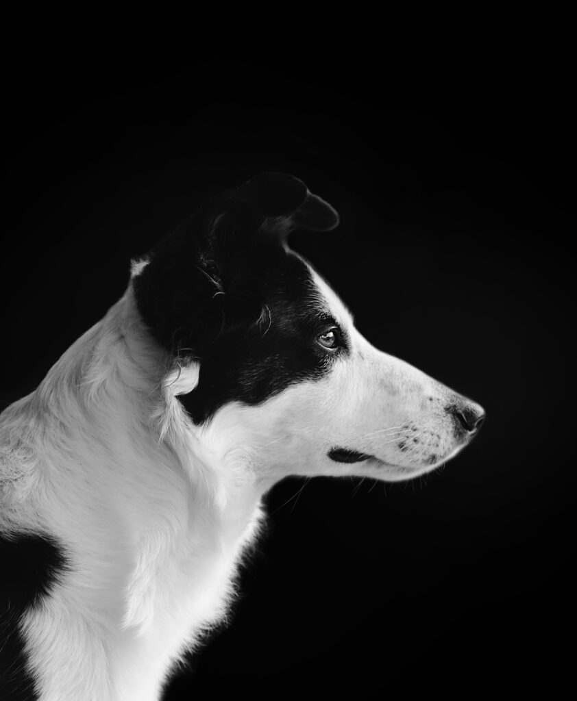 dogcat107